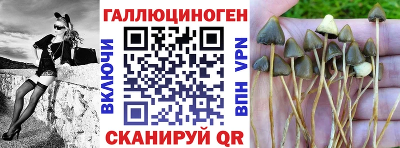 Купить  Магадан  Галлюциногенные грибы MAGIC MUSHROOMS 